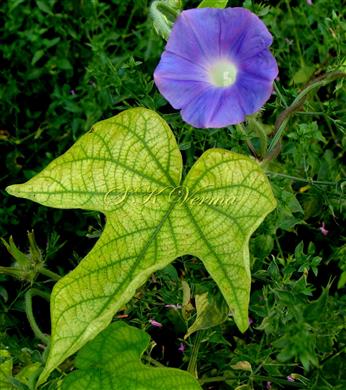  Flowering shoot